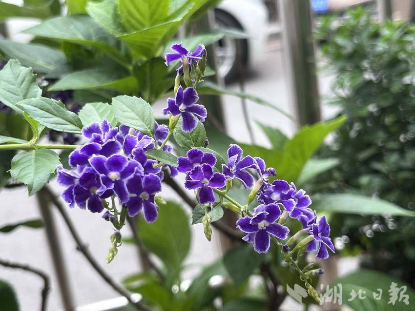 白菜网大全